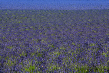 Fototapeta premium lavanda