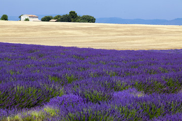 lavanda