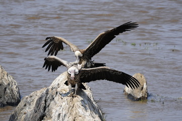 Rüppell's Vulture, Gyps rueppellii, Masai Mara, Kenya