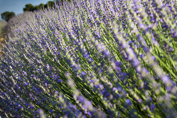 lavanda