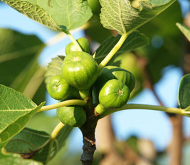 Feige - Ficus carica - Fig