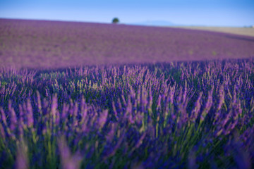 Obraz premium lavanda