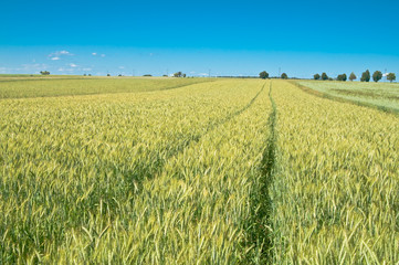 Green wheat field