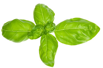 leaf of basil