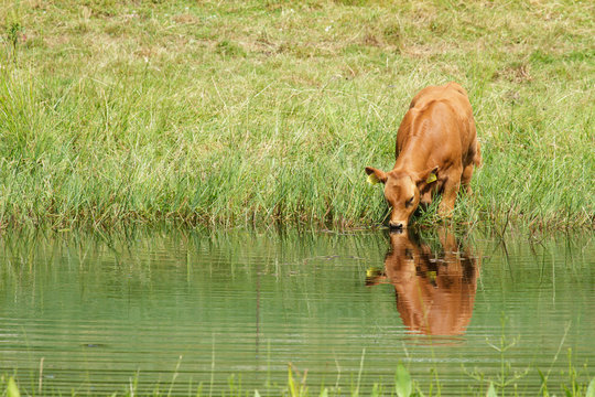 Cow