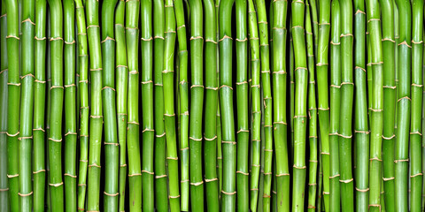 bamboo - obrazy, fototapety, plakaty