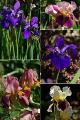 Lilien Iris