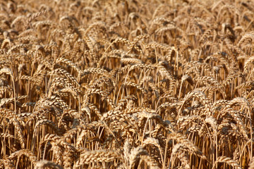 Kornfeld