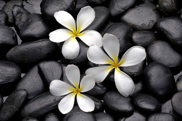 Frangipani flower on spa stones