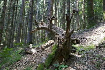 statua tronco camaldoli