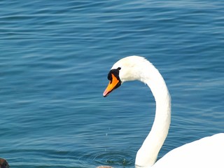 Fototapeta premium Col de cygne