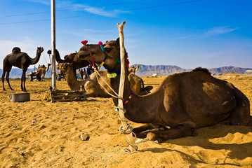 Kamel Pushkar 3