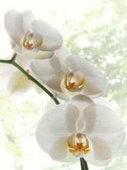Naklejka na ściany i meble piękne orchidee