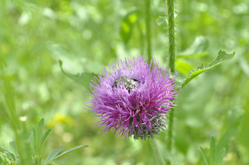 Background of meadow with thistle and bug on it