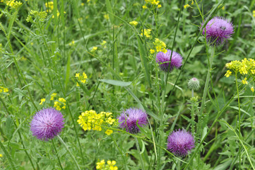 Background of meadow with thistles and yellow flowers