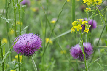 Background of meadow with thistles and yellow flowers