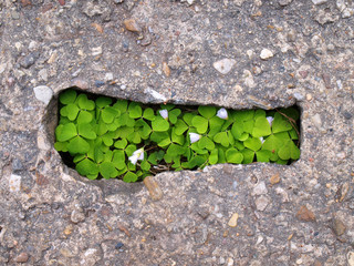 Pflanze in Beton