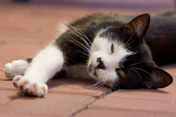 Katze Leo ist wachsam