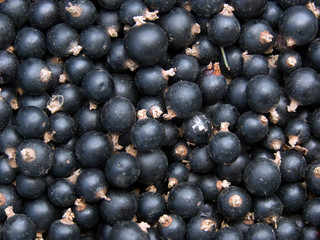 Berries  currant   fresh