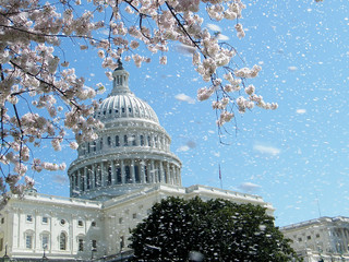 Washington Cherry Blossoms near Capitol 2010
