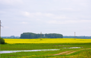 Obraz premium Road through the rape field