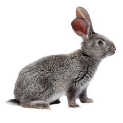 Fototapeta premium Rabbit