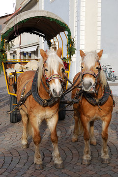 Horse and carriage