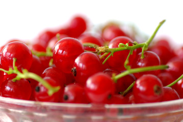 red currant