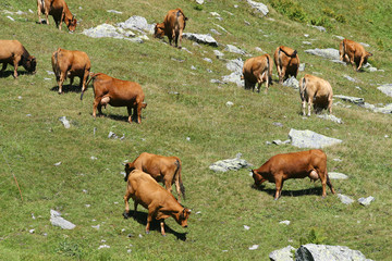 troupeau de vaches au Col du Grand Saint Bernard