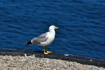 Fototapeta premium Gaviota