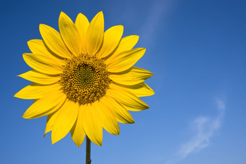 sunflower against bright blue summer sky