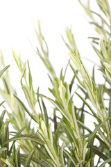 rosemary plant