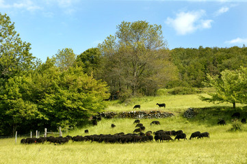 Obraz premium troupeau de mouton noir dans un pré