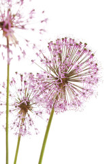 Close up of the flowers of some Chives - obrazy, fototapety, plakaty
