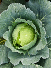cabbage