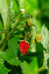wild strawberry
