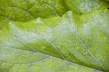 Rosée sur une feuille verte