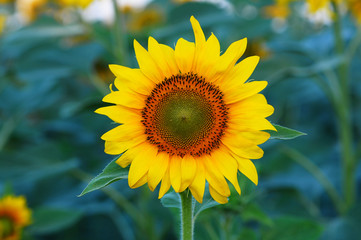 Obraz premium sunflower