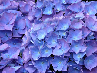 hortensias bleu