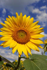Sonnenblume