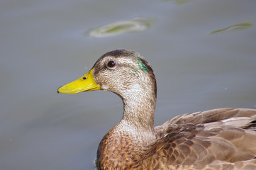 Mallard duck swimming in the lake