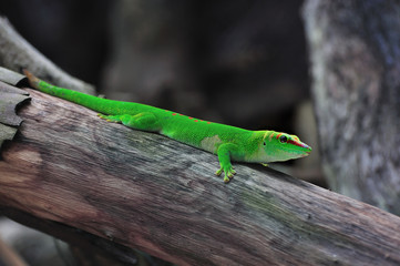 gecko