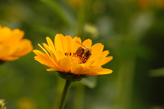 Sonnenblumen mit Biene