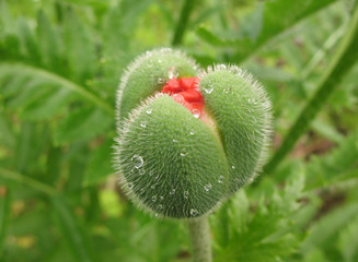 Oriental poppy bud (Papaver orientale ).