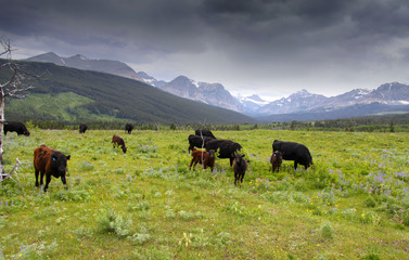 Fototapeta na wymiar Cattle in scenic landscape