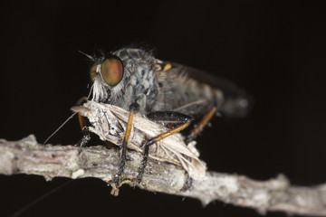 Robber fly feeding on captured moth.