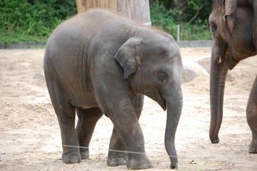 Elefanten Baby