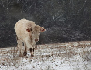 Veau enneigé