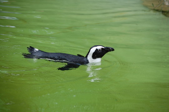 Pinguin