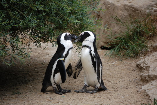 Pinguin